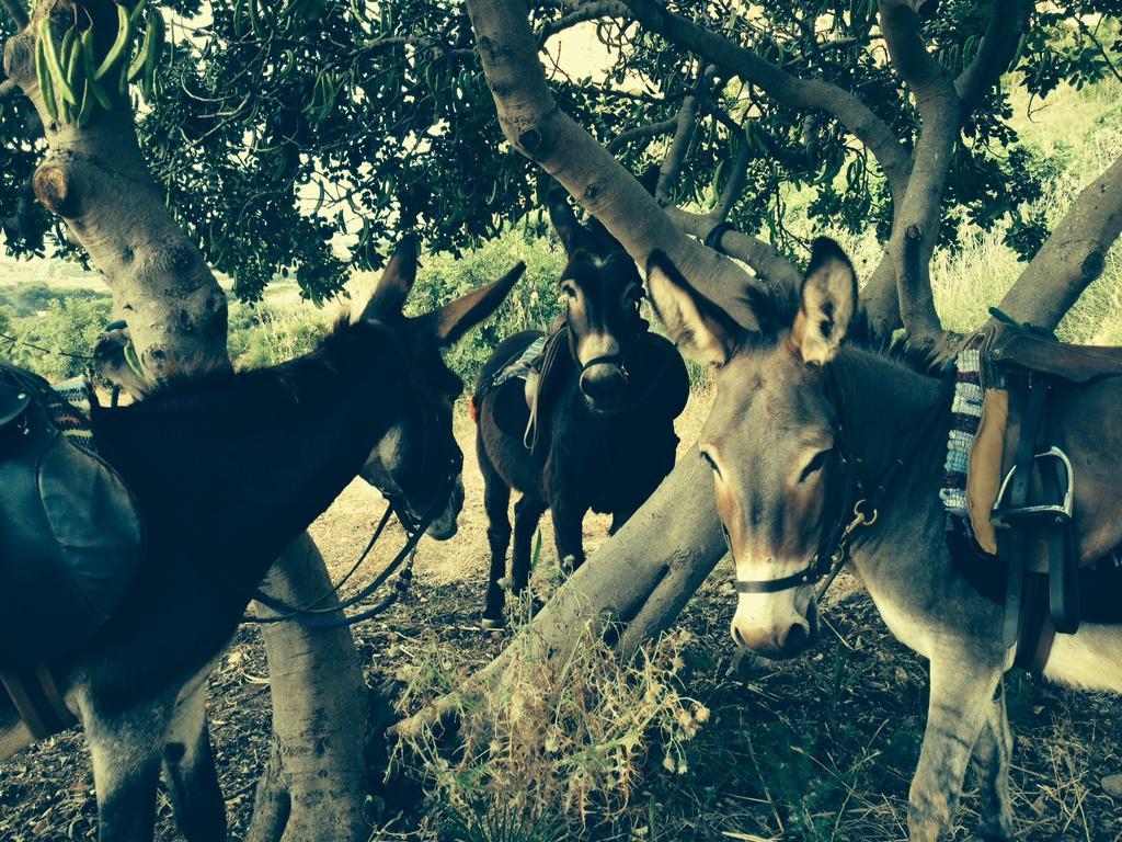 Azienda Agrituristica Tenuta Pizzolungo Erice Eksteriør billede