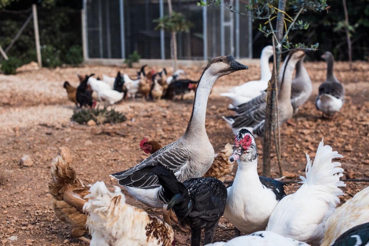 Azienda Agrituristica Tenuta Pizzolungo Erice Eksteriør billede