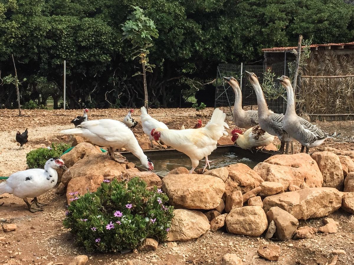 Azienda Agrituristica Tenuta Pizzolungo Erice Eksteriør billede