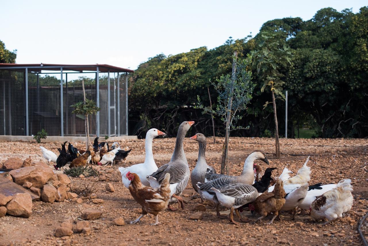 Azienda Agrituristica Tenuta Pizzolungo Erice Eksteriør billede